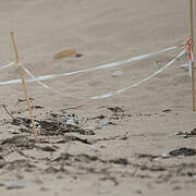 Kentish Plover