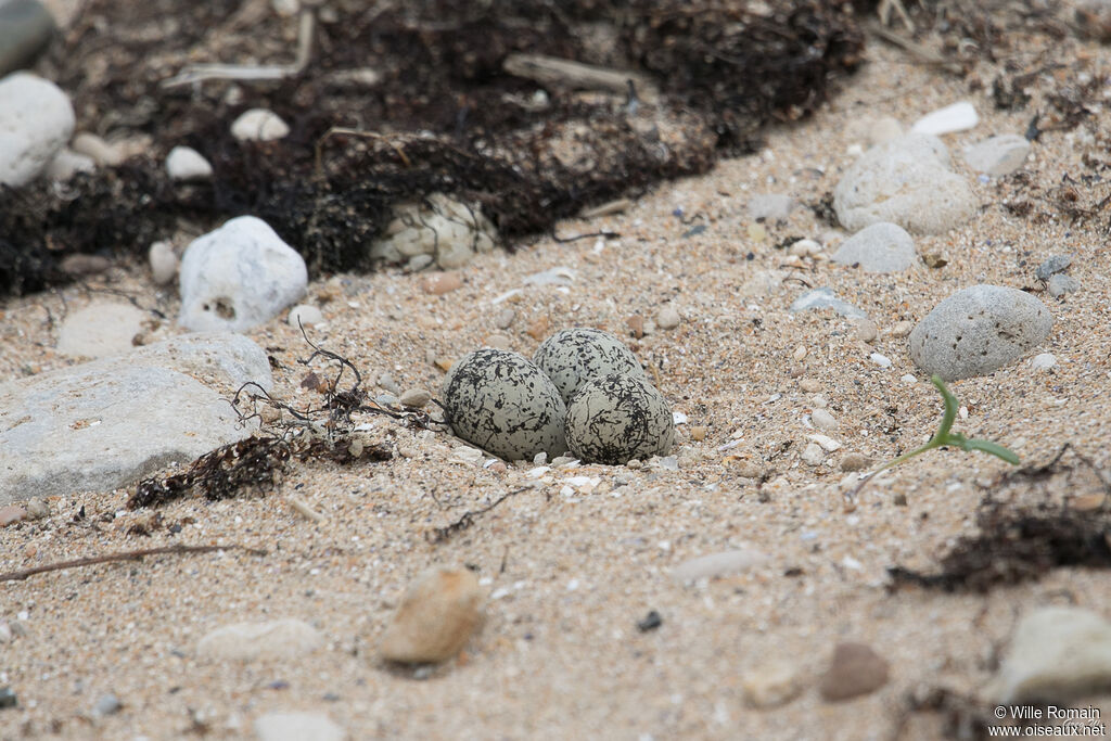 Kentish Plover, camouflage