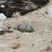 Kentish Plover