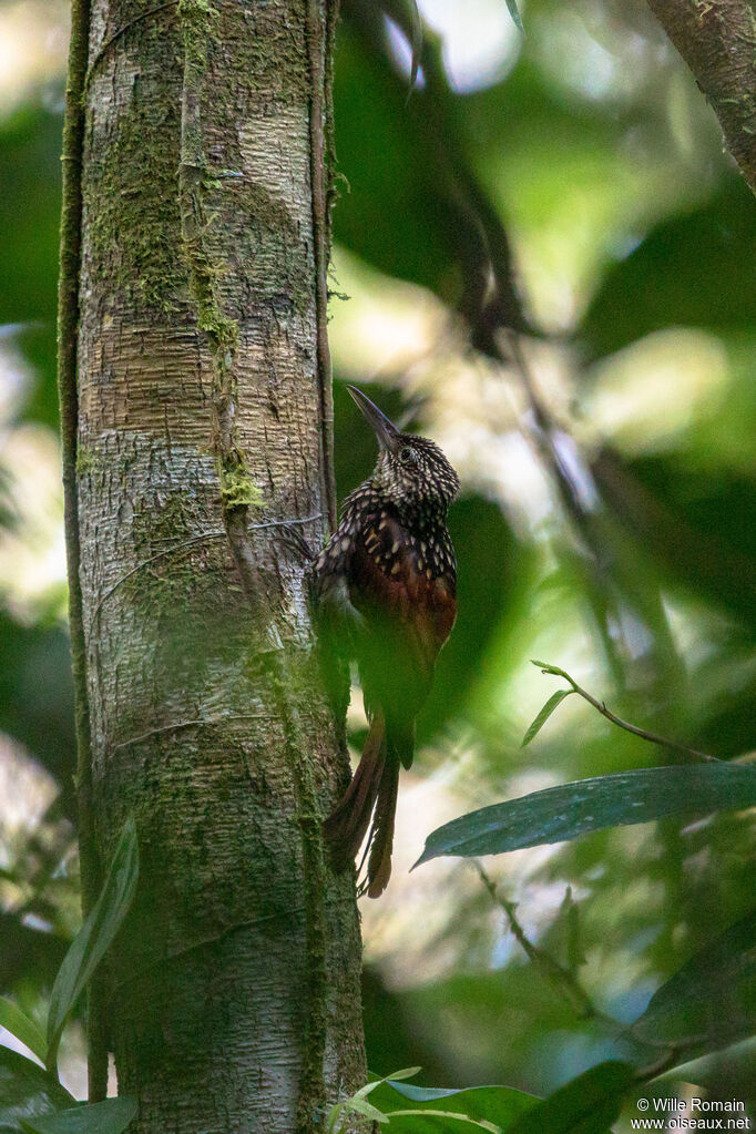 Grimpar mailléadulte