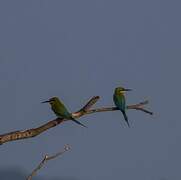 Blue-tailed Bee-eater