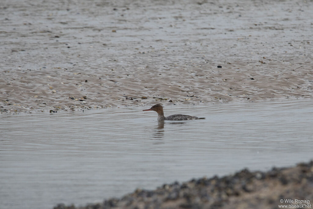 Red-breasted Merganser female adult, swimming