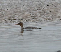 Red-breasted Merganser