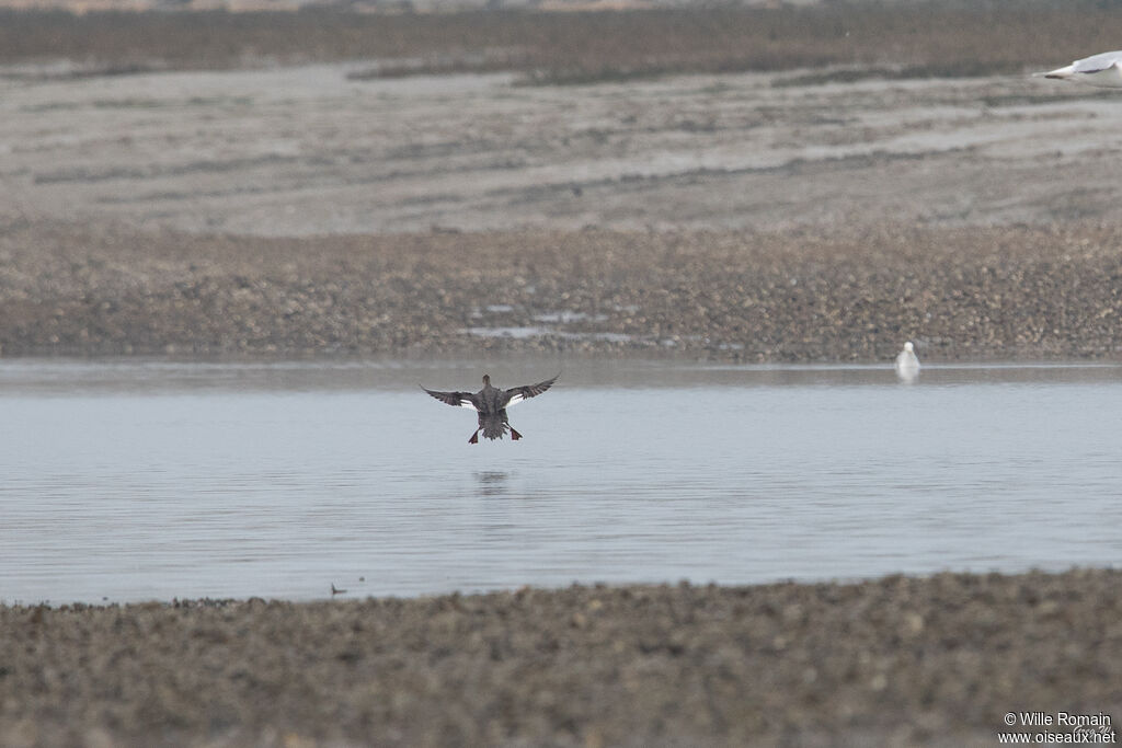 Red-breasted Merganser