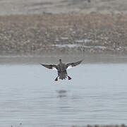 Red-breasted Merganser