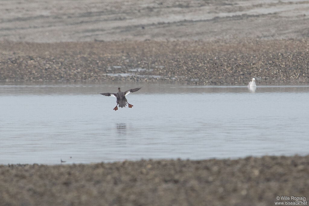 Red-breasted Merganser female adult, Flight