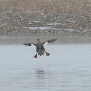 Red-breasted Merganser