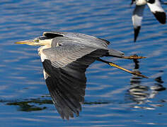 Grey Heron