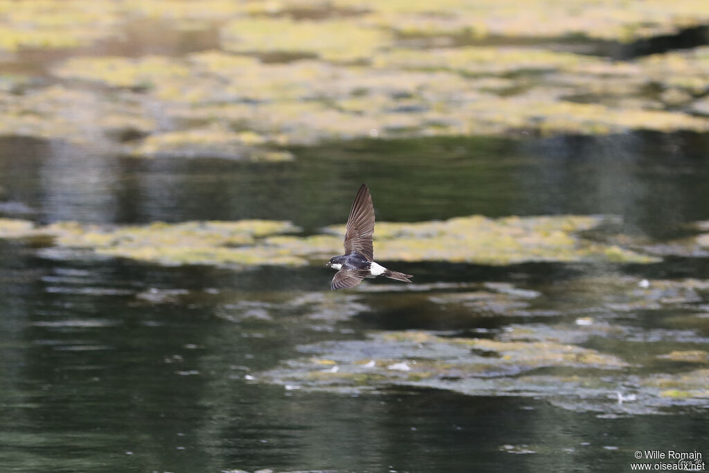 Hirondelle de fenêtreadulte, Vol