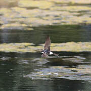 Western House Martin