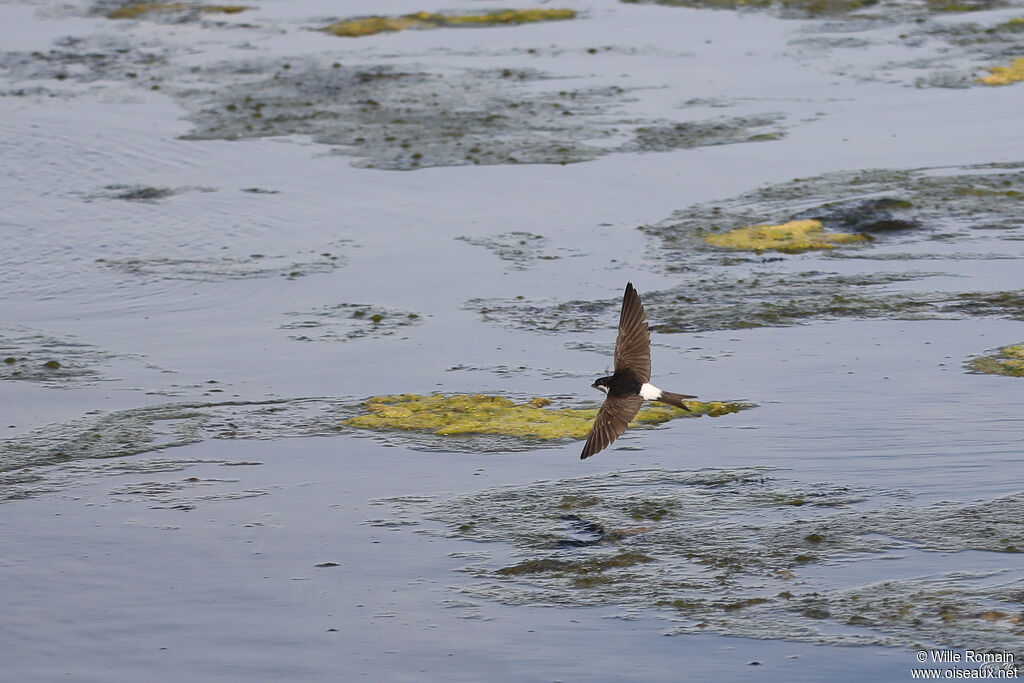 Common House Martinadult, Flight