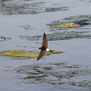 Common House Martin