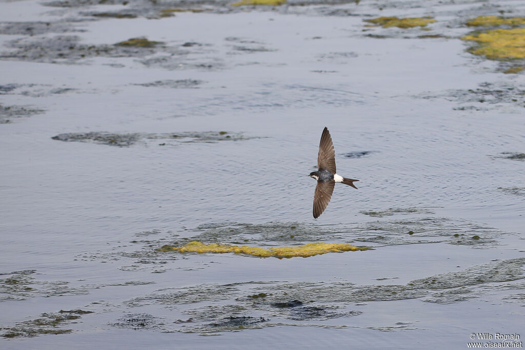 Common House Martinadult, Flight