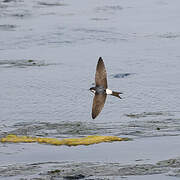 Common House Martin