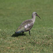 Hadada Ibis