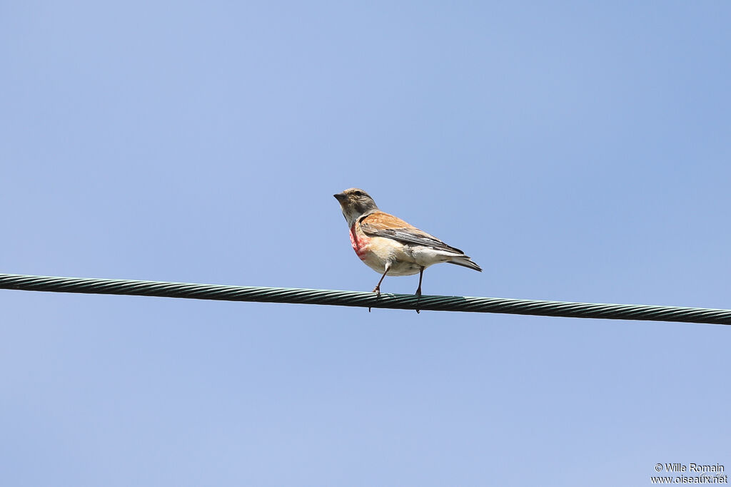 Common Linnet male adult breeding