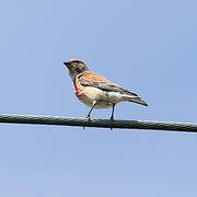 Common Linnet