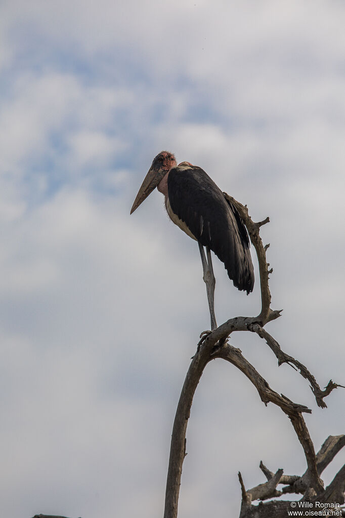 Marabou Storkadult