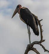 Marabou Stork