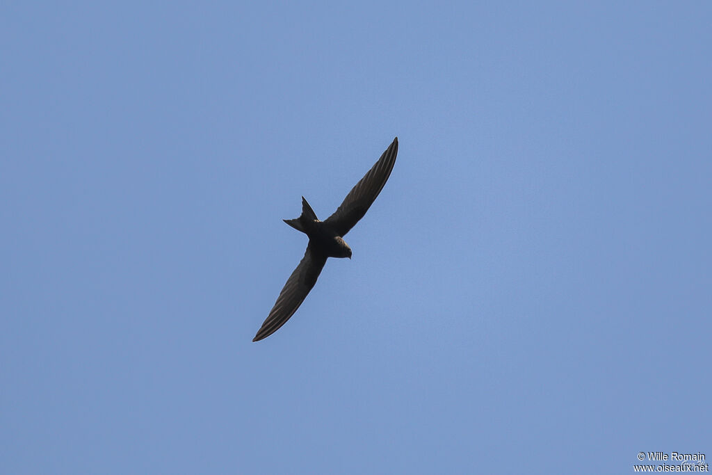 Martinet noir, Vol, pêche/chasse