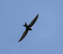 Common Swift