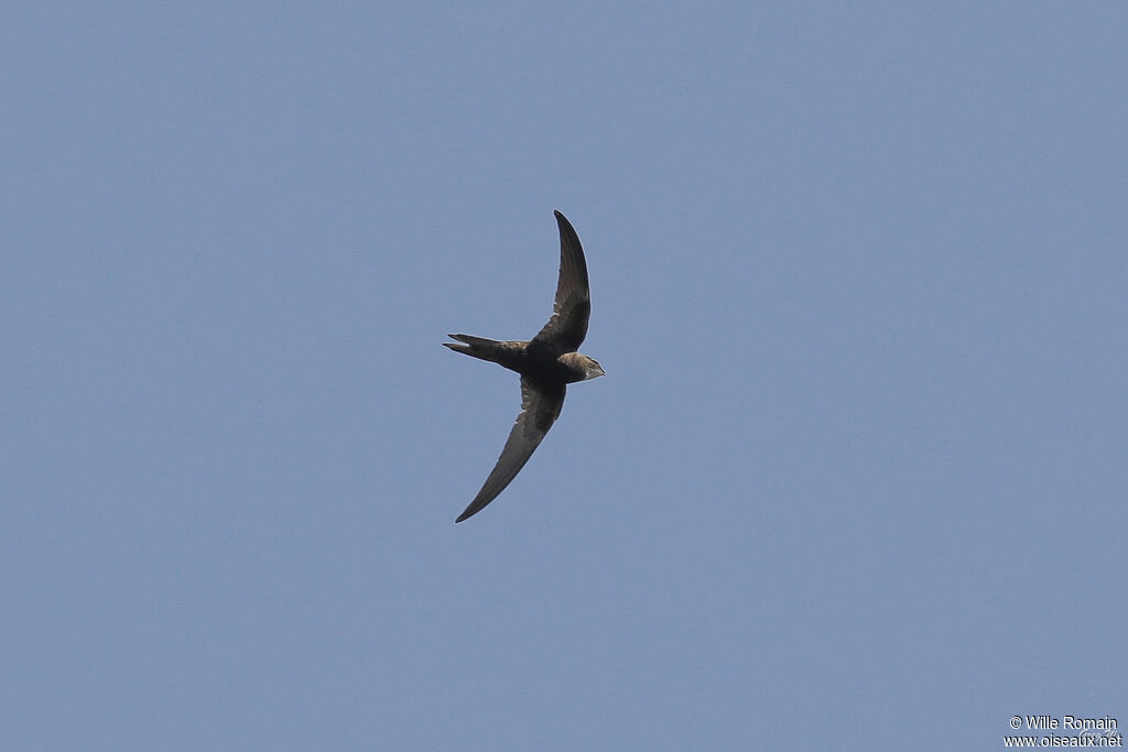 Common Swiftadult, Flight, fishing/hunting