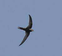 Common Swift