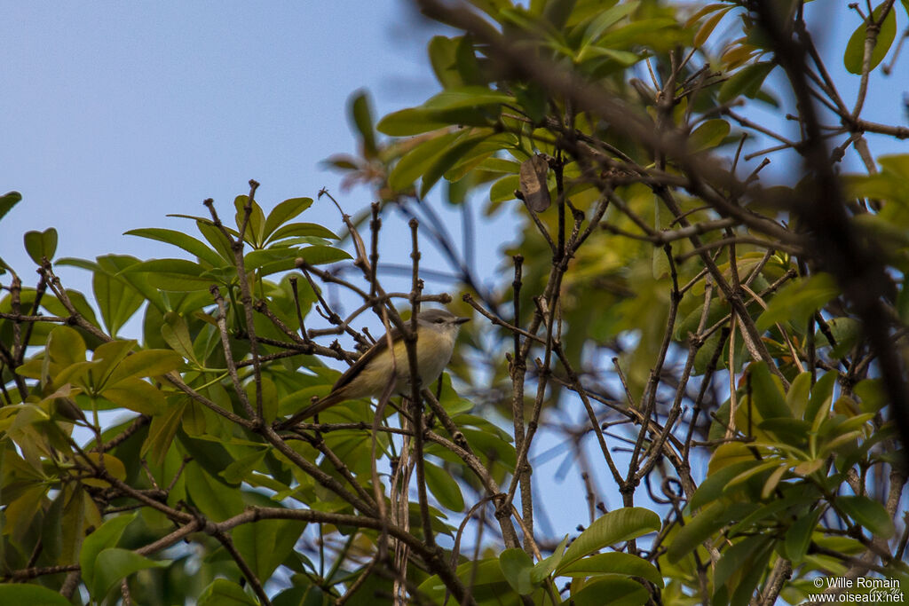 Minivet oranor femelle adulte