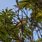Minivet oranor