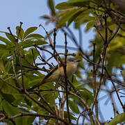 Small Minivet