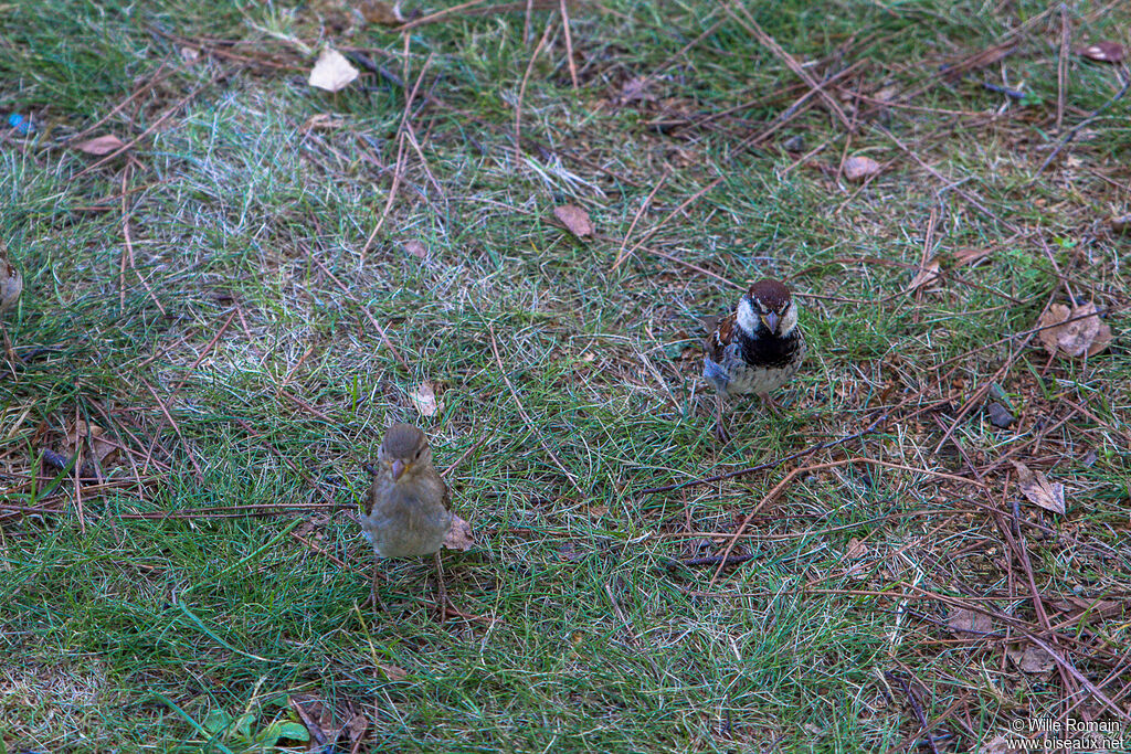 Italian Sparrow male adult breeding