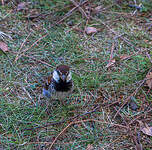 Moineau cisalpin