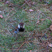 Italian Sparrow