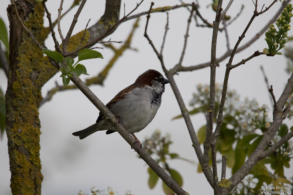 House Sparrow male adult breeding