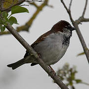 House Sparrow