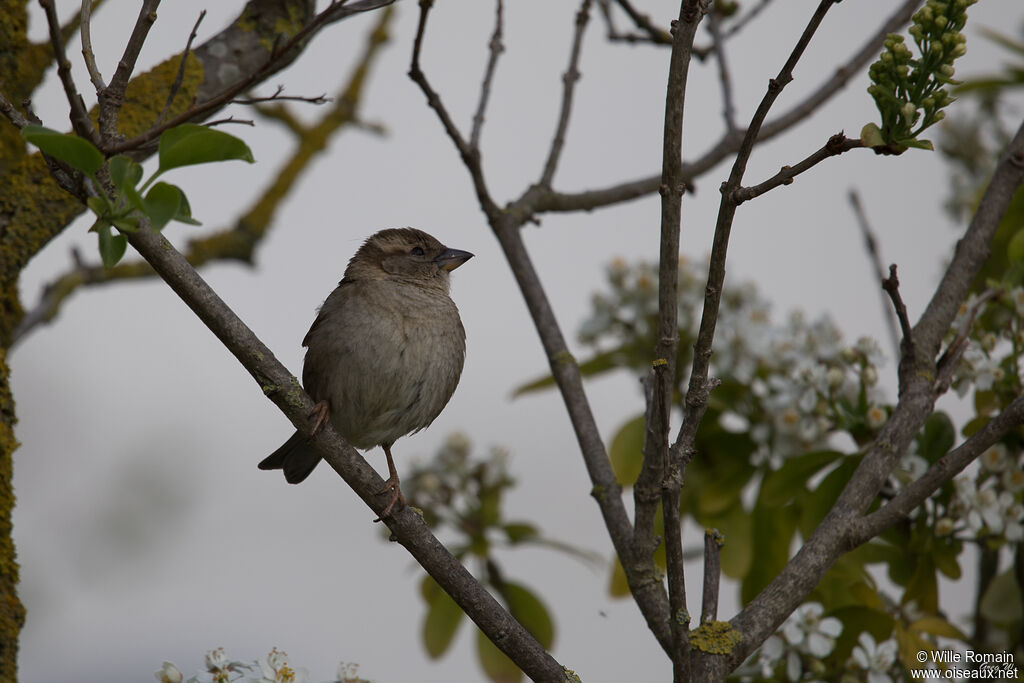 Moineau domestique femelle adulte nuptial