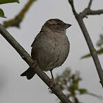 Moineau domestique