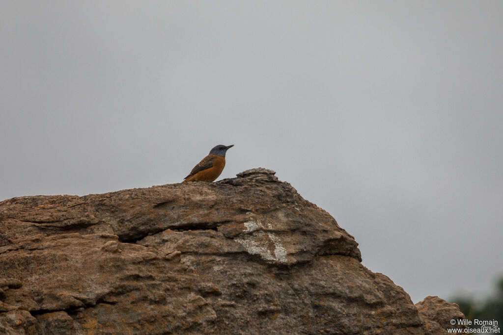 Monticole rocar mâle adulte, habitat, marche