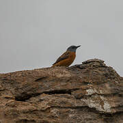 Cape Rock Thrush