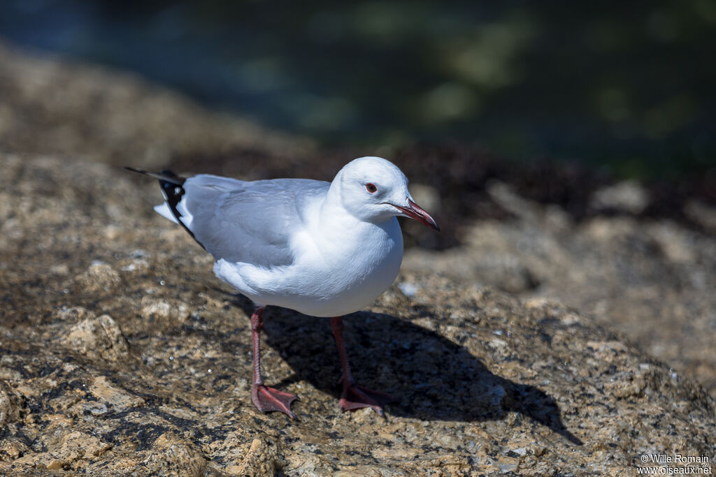 Hartlaub's Gulladult breeding, close-up portrait, walking