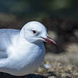 Mouette de Hartlaub