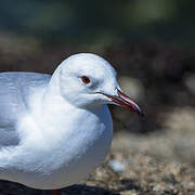 Hartlaub's Gull