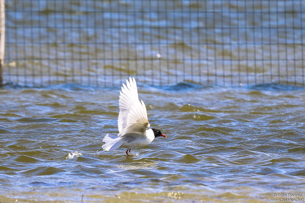 Mediterranean Gulladult breeding, care, Flight