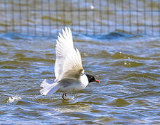 Mouette mélanocéphale