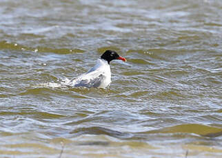 Mouette mélanocéphale