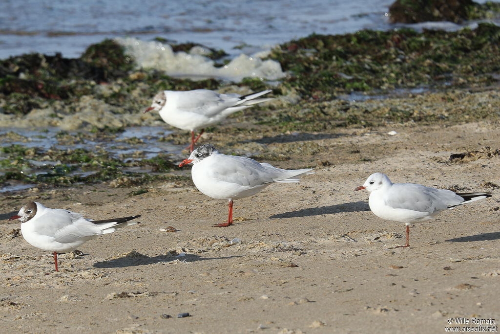 Mouette mélanocéphaleadulte transition