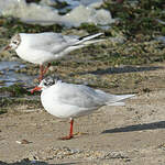 Mouette mélanocéphale