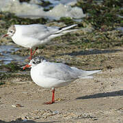 Mediterranean Gull