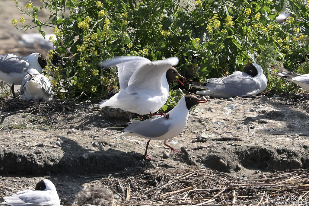 Mouette rieuseadulte nuptial, accouplement.