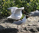 Mouette rieuse